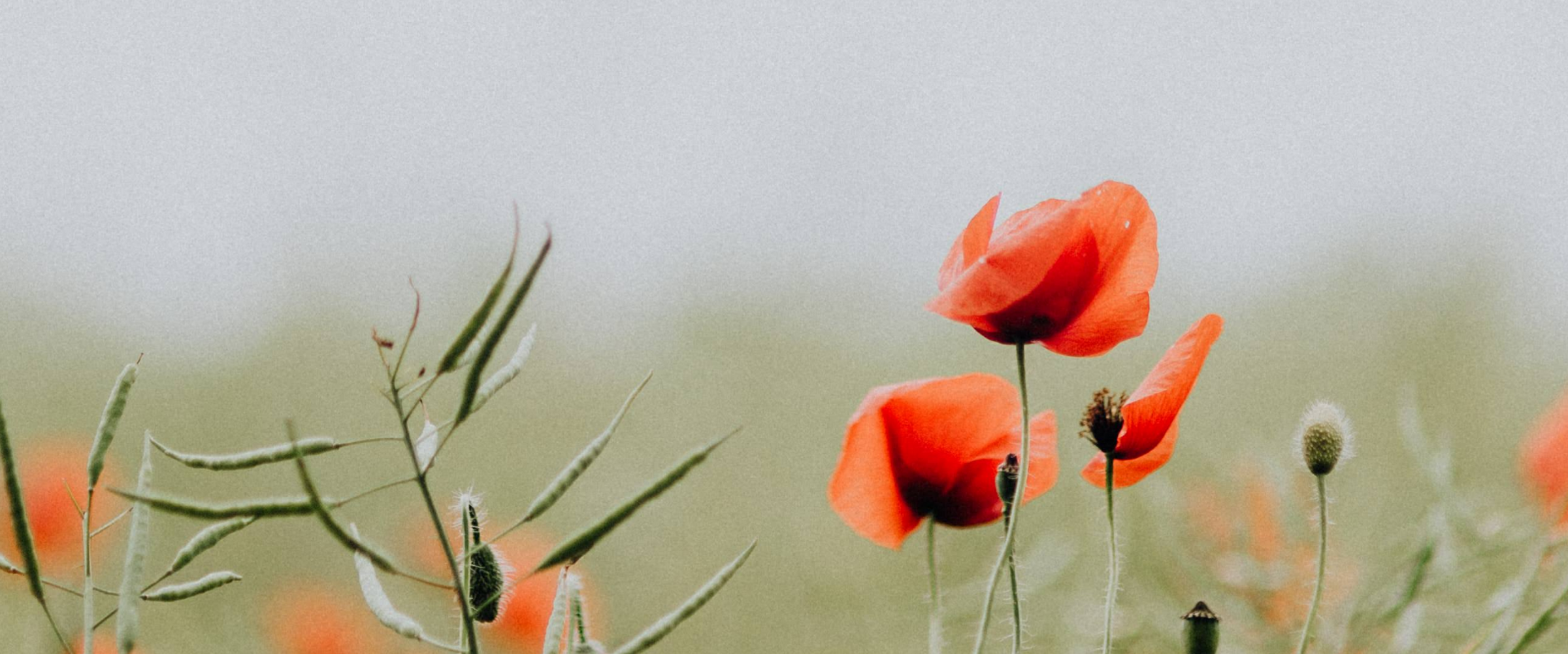 Red poppies in a field with a blurred background