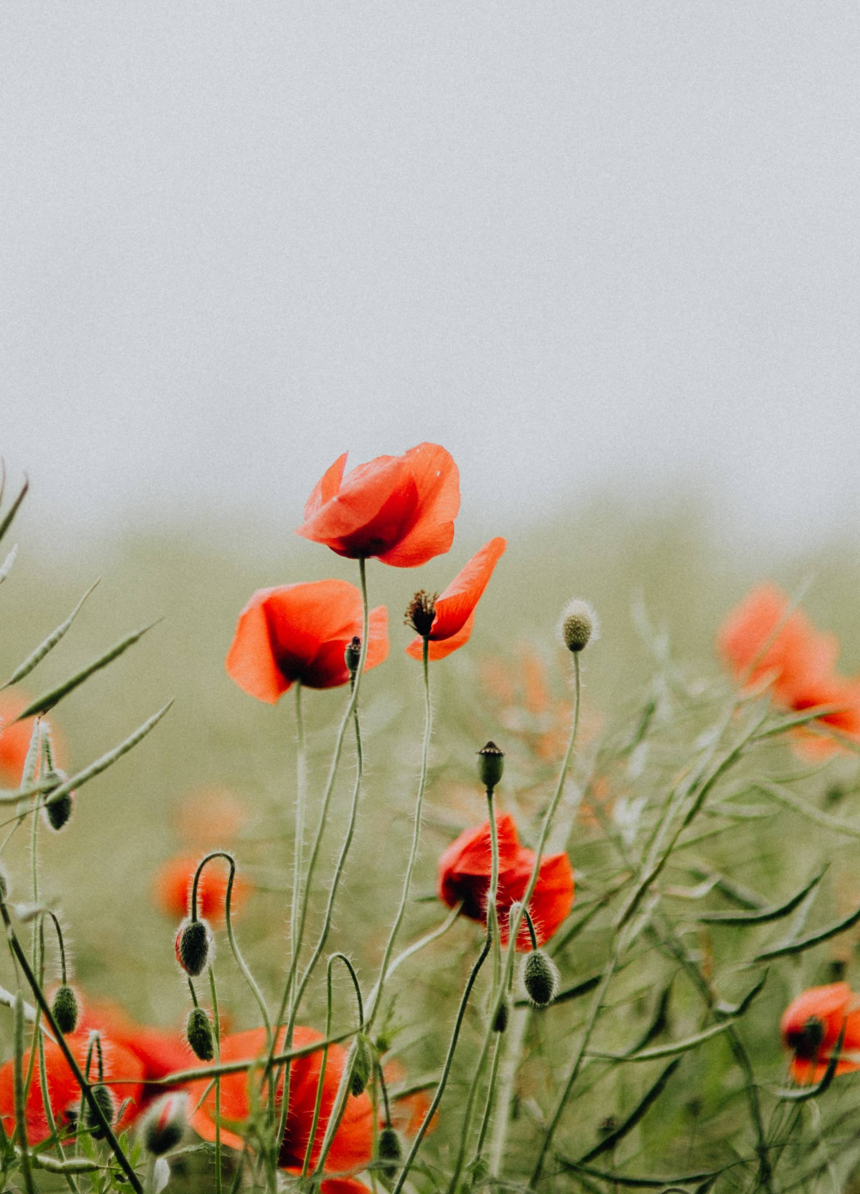 Red poppies in a field with a blurred background